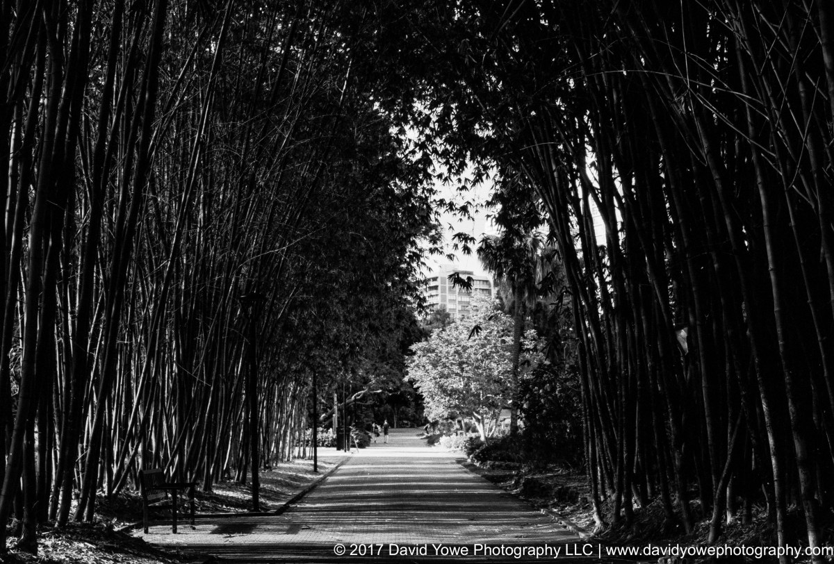 15_Brisbane City Gardens