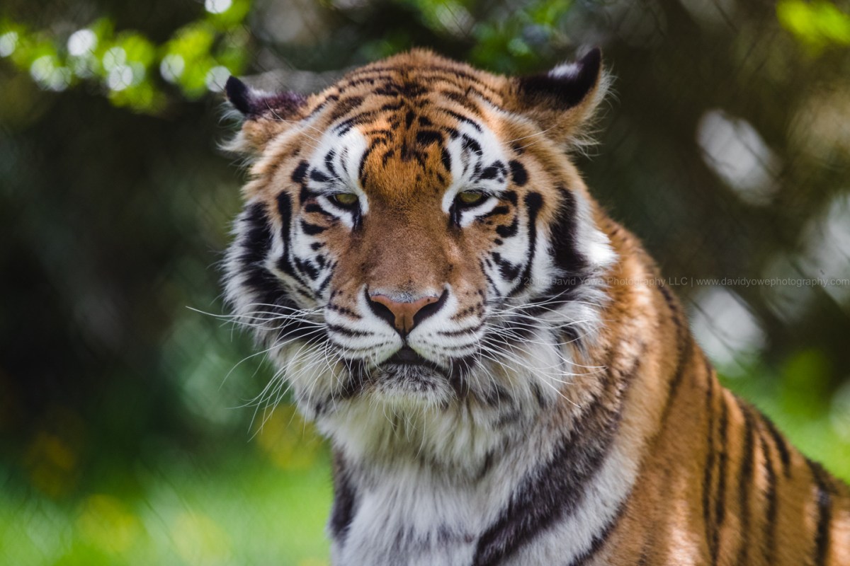 2017_Zoo_A86I10982017