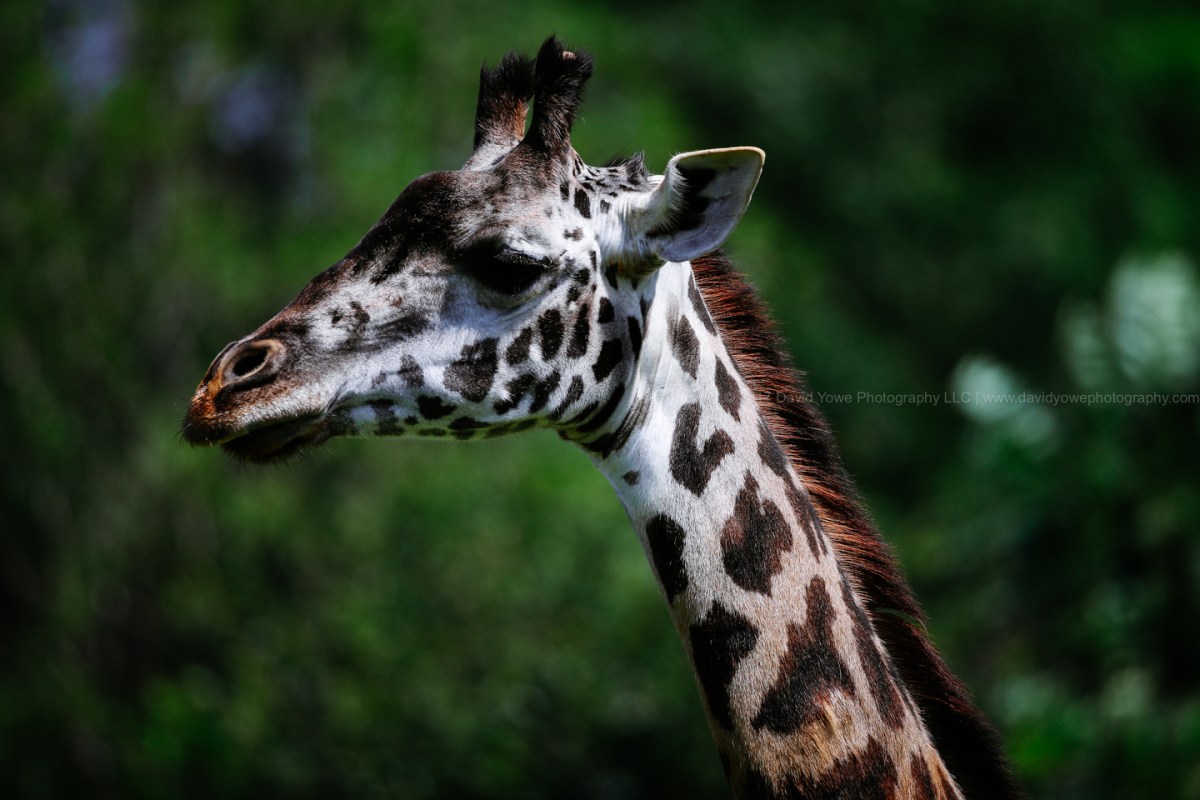 2017 Franklin Park Zoo (DLY_9414)