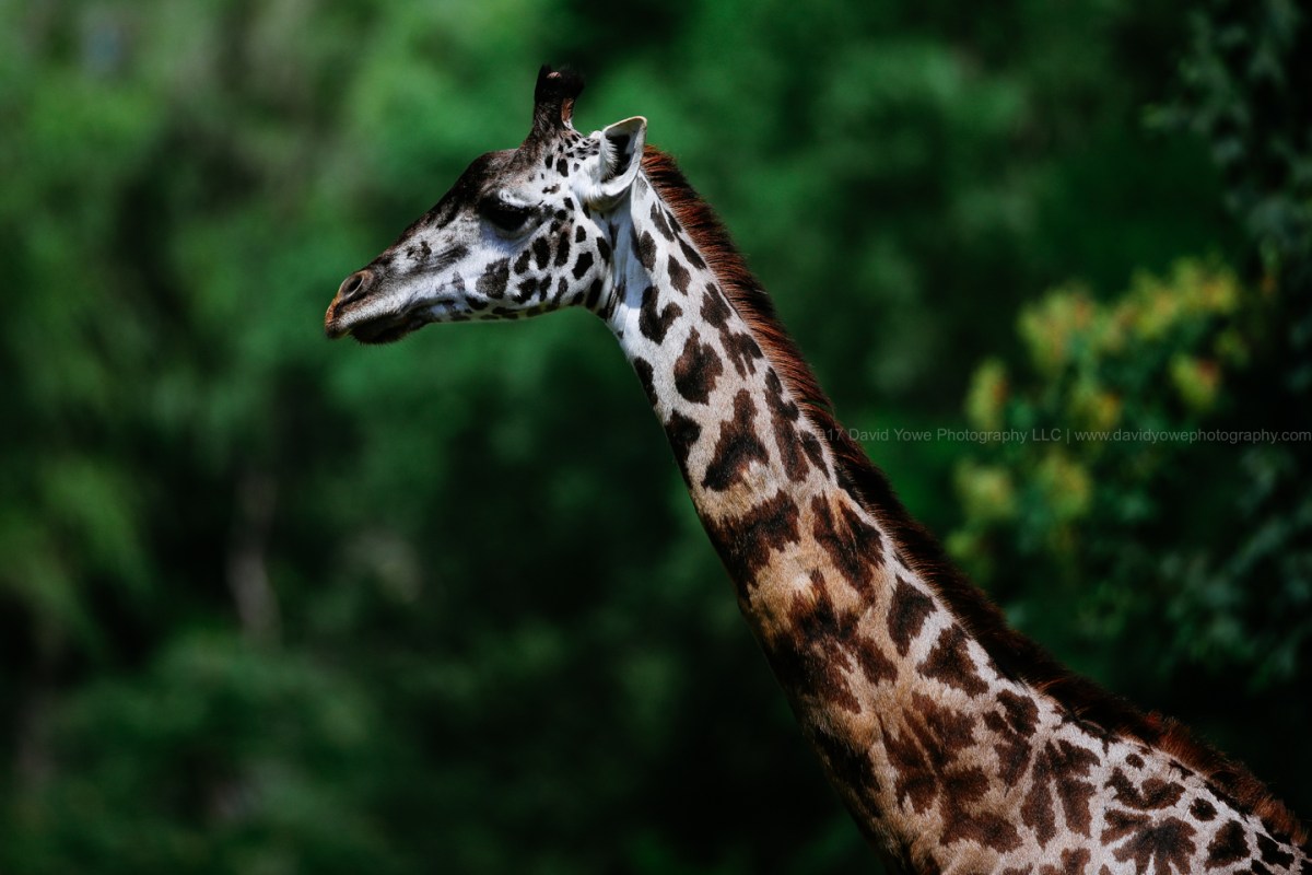 2017 Franklin Park Zoo (DLY_9435)