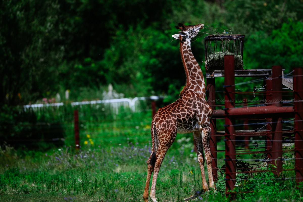 2017 Franklin Park Zoo (DLY_9451)