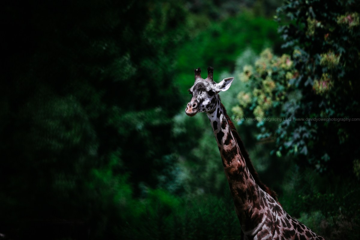 2017 Franklin Park Zoo (DLY_9464)