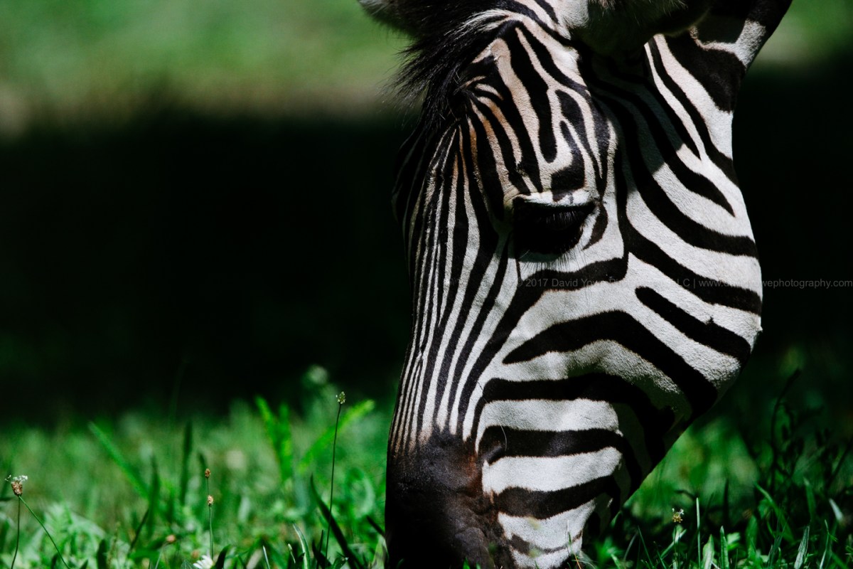 2017 Franklin Park Zoo (DLY_9671)