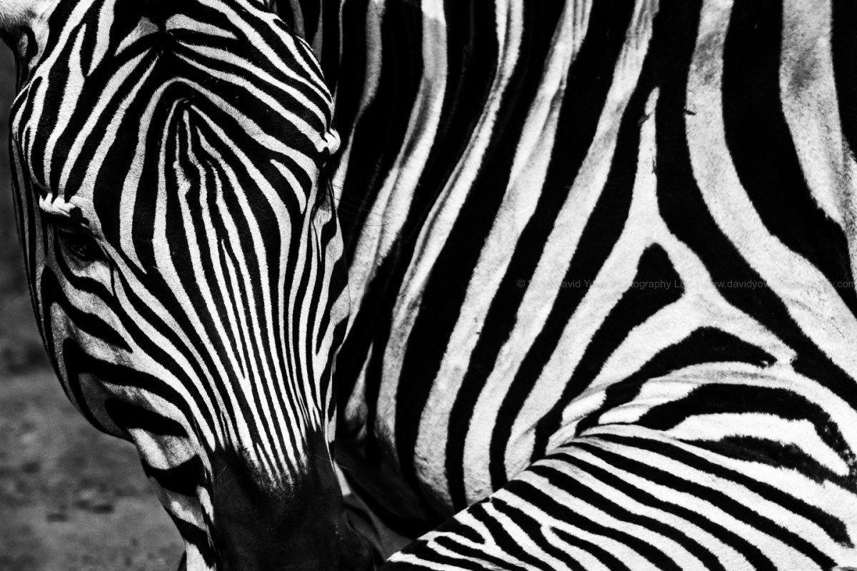 2018 Franklin Park (A86I4076)