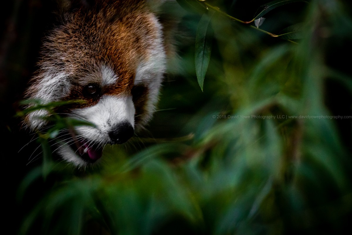 2018 Franklin zoo (A86I4456