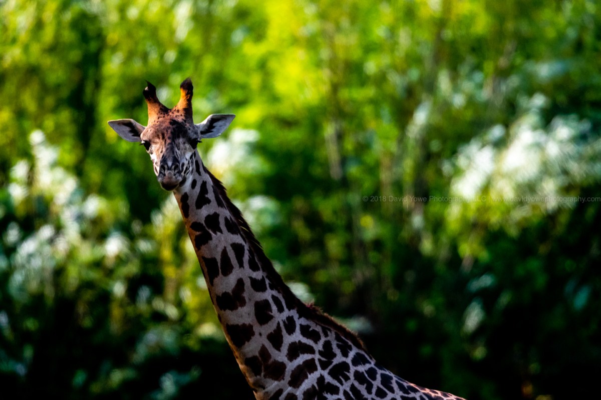 2018 Franklin Park (A86I4079)