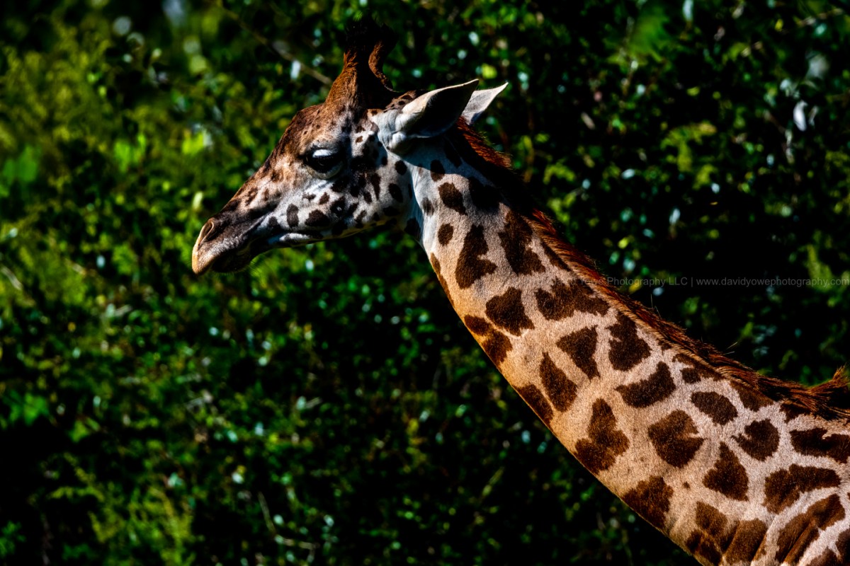 2018 Franklin Park (A86I4086)