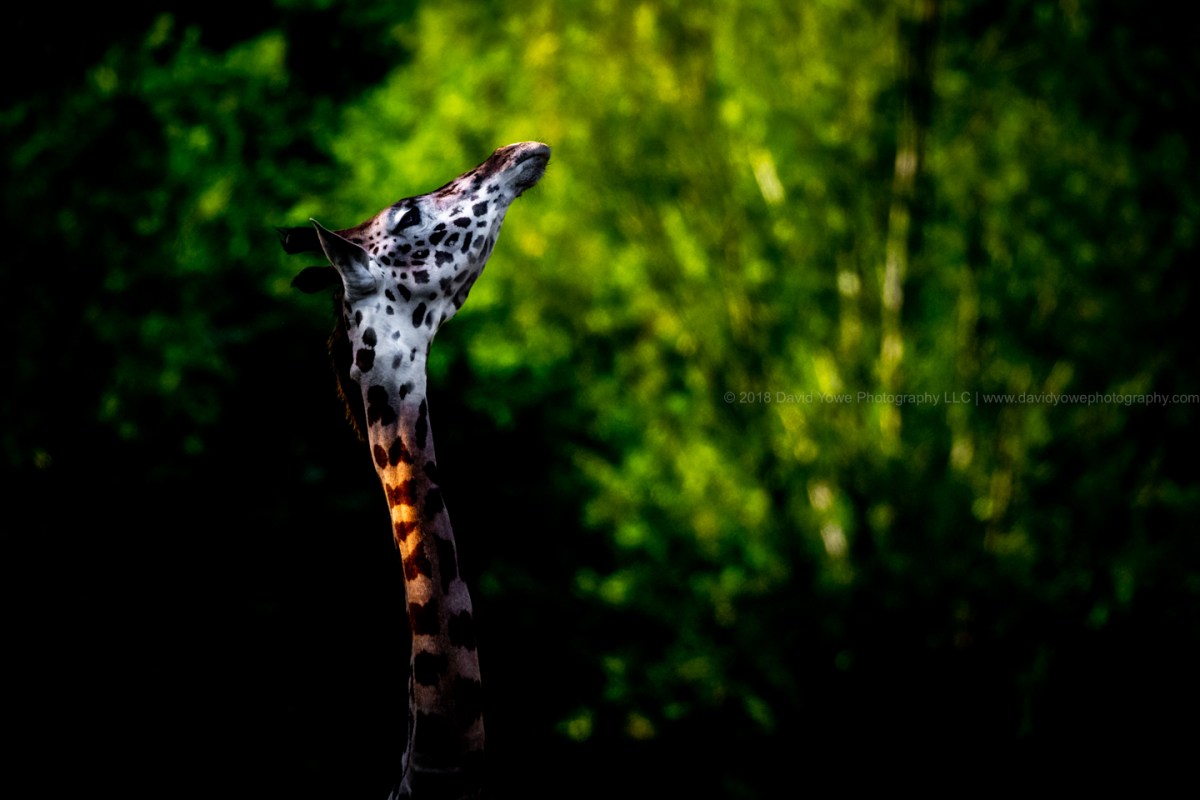 2018 Franklin Park (A86I4107)