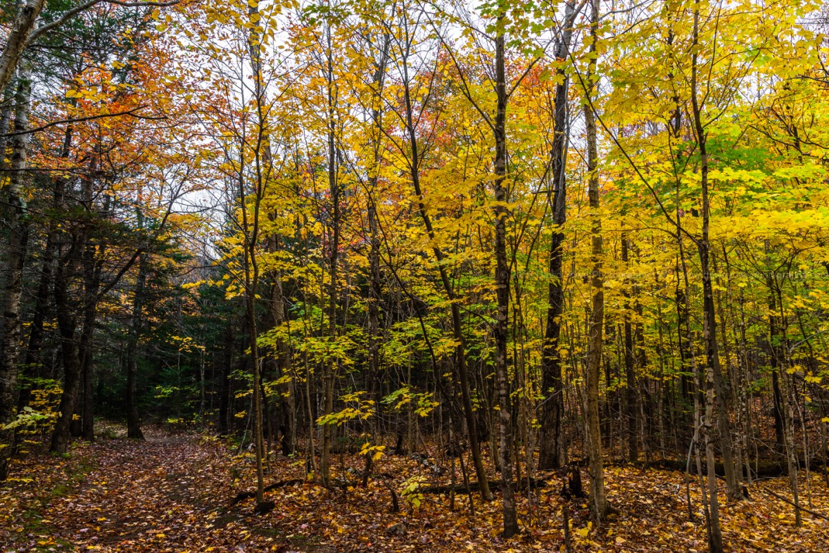 2018 White Mountains (DLY_7199)